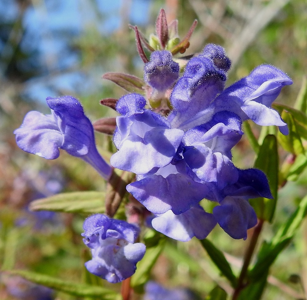 Scutellaria hastifolia - keihäsvuohennokan teriön ylähuuli on kokonaisuudessaan noin 3-4 mm pitkä ja voimakkaan kupera. Ylimpänä on karvainen, kypärämäinen huippu, jossa on lippamainen nokka ja sivuilla muusta huulesta ulkonevat, ehyet ja kiertyvät liuskat. Suoraan edestä kohti torven nielua katsottaessa kukan heteistä ja emistä ei näy häivähdystäkään. 21.6.2023. Copyright Hannu Kämäräinen.