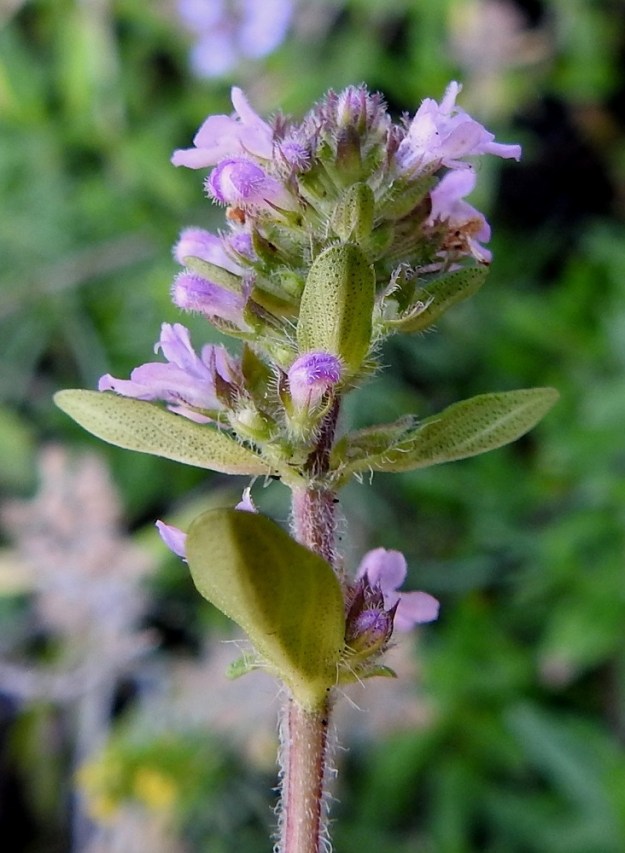 Thymus pulegioides subsp. pannonicus - idännurmiajuruohon kukintokiehkuroiden hanka- eli tukilehdet ovat varsilehtien kaltaisia. Toisinaan ylimmät niistä ovat vaihtelevasti punertavia. 12.7.2023. Copyright Hannu Kämäräinen.