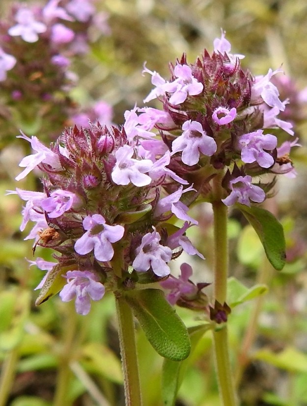 Thymus pulegioides subsp. pulegioides - euroopannurmiajuruohon teriö on useimmiten punainen tai vaalean sinipunertava ja suoratorvinen sekä päästään kaksihuulinen. Se on ulkopinnaltaan ja sisältä lyhytkarvainen sekä tavallisesti noin 5-6 mm pitkä. Ylähuuli on litteä, päästään pyöristynyt ja matalalovinen sekä yleensä noin 1,5-2,5 mm pitkä. Alaskääntynyt alahuuli on kolmiliuskainen ja tavallisesti noin 2,5-3,5 mm pitkä. Huulen liuskat ovat pyöreähköpäiset, ja laitaliuskat ovat keskiliuskaa vähän lyhyemmät. Kuvan kukinnoissa vain emin vartalo ja luotit ovat näkyvillä. Liekö kyseessä pelkästään emikukkainen yksilö vai kehittyvätkö heteet vuorotteluperiaatteella vasta myöhemmin. 10.7.2023. Copyright Hannu Kämäräinen.