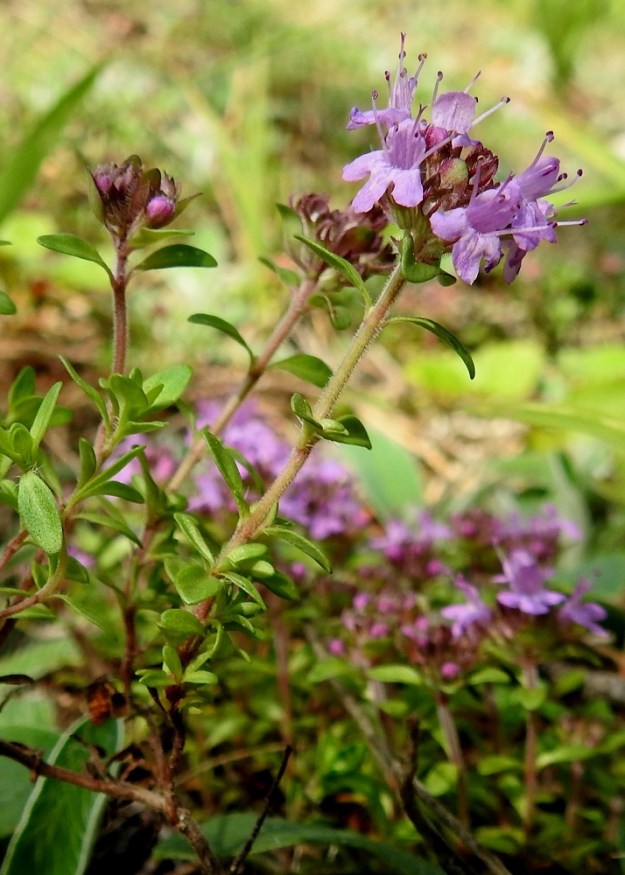 Thymus serpyllum subsp. serpyllum - harjuajuruohon pääjuuri ja haarojen tyviosat ovat puutuneet. Lehdet ovat varrella vastakkain ja ristikkäisesti allekkain. Kukinto muodostuu pystyvarren kärjen lehtihangoissa olevista valekiehkuroista, jotka ovat mykerömäisen tiiviinä ryhmänä. Ne ovat kukintavaiheessa tavallisesti noin 10-20 mm pitkiä ja noin 15-20 mm leveitä. 24.7.2023. Copyright Hannu Kämäräinen.