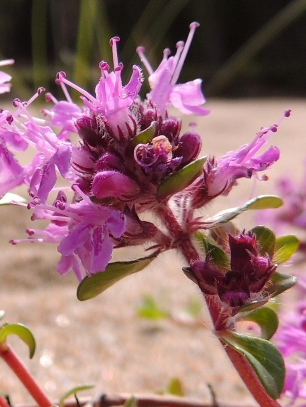 Thymus serpyllum subsp. tanaënsis - tenonajuruohon kukkaperä on noin 1-2 mm pitkä ja lyhytkarvainen. Sen tyvellä on yleensä pari kapeansuikeaa ja noin 1-2 mm pitkää esilehteä. Verhiö on kapean kellomainen, suoratorvinen ja kaksihuulinen sekä kokonaispituudeltaan tavallisesti noin 4-5 mm pitkä. Ylähuulen kärjessä on kolme kolmionmuotoista ja noin 0,8-1,2 mm pitkää liuskaa. Alahuulessa on kaksi äimämäistä, teräväkärkistä liuskaa, jotka ovat noin 2,5-3 mm pitkät. (Joskus "säännöissä" on myös poikkeuksia: Kuvan ylimmän kukan verhiössä on kolme alahuulen liuskaa.) Verhiönliuskat ovat ripsireunaiset. Verhiö on yleensä punaruskea ja muualtakin kuin liuskoista ripsikarvainen. Teriö on tavallisesti noin 7-8 mm pitkä ja ulkoa sekä sisältä karvainen. 14.7.2015. Copyright Hannu Kämäräinen.