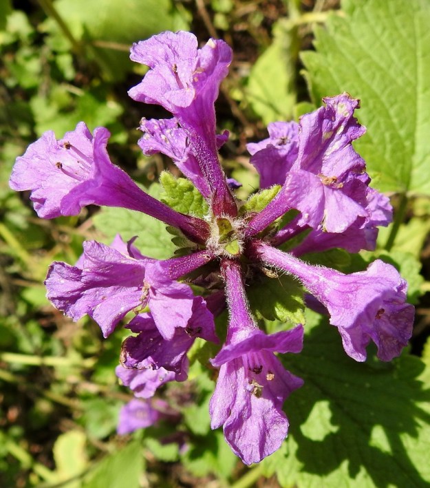Betonica macrantha - jalopähkämön teriö on yhdislehtinen ja punavioletti tai vaaleamman sinipunainen. Se on lyhytkarvainen, pitkätorvinen ja päästään kaksihuulinen sekä tavallisesti noin 25-35 mm pitkä. Teriön torviosa on noin kaksi kertaa verhiön mittainen. 7.7.2023. Copyright Hannu Kämäräinen.