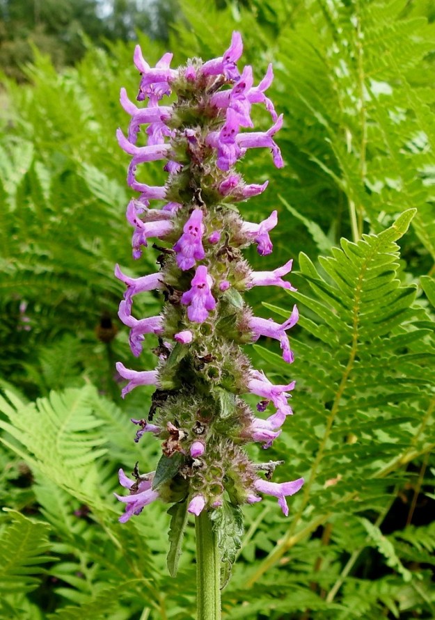 Betonica officinalis - rohtopähkämön kukinnan edistyessä myös valekiehkuroiden tiheä latvatähkä pitenee. Samalla kun kiehkuroihin vielä kehittyy uusia nuppuja, osa niiden kukista on jo hedelmävaiheessa. Teriö on pitkätorvinen ja päästään kaksihuulinen sekä tavallisesti noin 12-16 mm pitkä. Ylähuulen pituus on yleensä noin 3-4 mm ja alahuulen noin 5-6 mm. Taustalla on seuralaisena taigasananjalka, Pteridium aquilinum subsp. pinetorum. 3.8.2023. Copyright Hannu Kämäräinen.