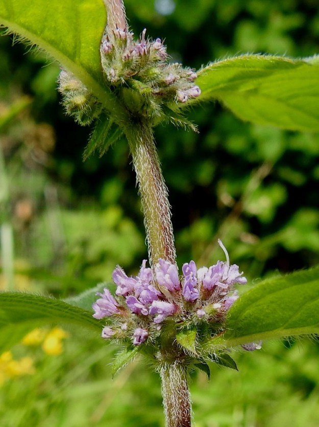 Mentha xgracilis - jalomintun verhiö on kellomainen ja säteittäinen sekä useimmiten tiheästi karvainen. Suomenjalomintulla karvoitus on vähäisempää. Verhiö on tavallisesti noin 2-3 mm pitkä ja päästään viisiliuskainen. Liuskat ovat leveyttään pitempiä ja teräväkärkisiä toisin kuin rantamintulla. Liuskojen osuus verhiön pituudesta on noin 0,5-1 mm. Kuvassa olevalla uudenmaanjalomintulla varsi on tiheästi ja lähes pinnanmyötäisesti alaspäin karvainen. Suomenjalomintulla varsi on lähes samanlainen, mutta rohtojalomintulla se on tummankiiltävä ja niukempikarvainen. 25.7.2023. Copyright Hannu Kämäräinen.