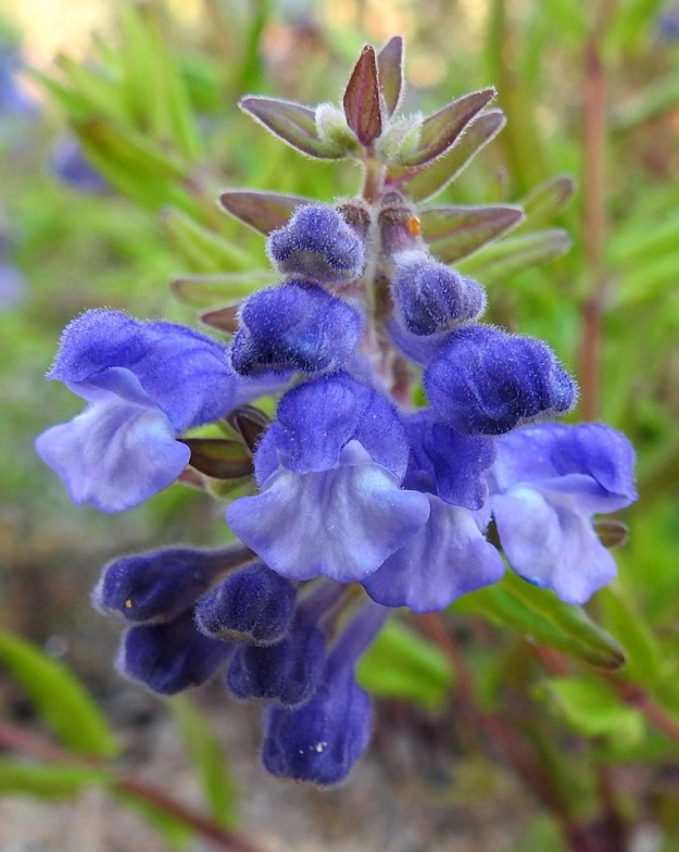 Scutellaria hastifolia - keihäsvuohennokan teriön alahuuli on alaspäin kääntynyt ja noin 4-5 mm pitkä sekä yleensä pituuttaan vähän leveämpi. Se on laidoiltaan lähes ehyen pyöreämuotoinen ja reunoiltaan jossain määrin aaltoileva. Alahuuli on lähes tasavärinen tai sen keskellä on vaaleampia, teriön nieluun johtavia alueita. 21.6.2023. Copyright Hannu Kämäräinen.