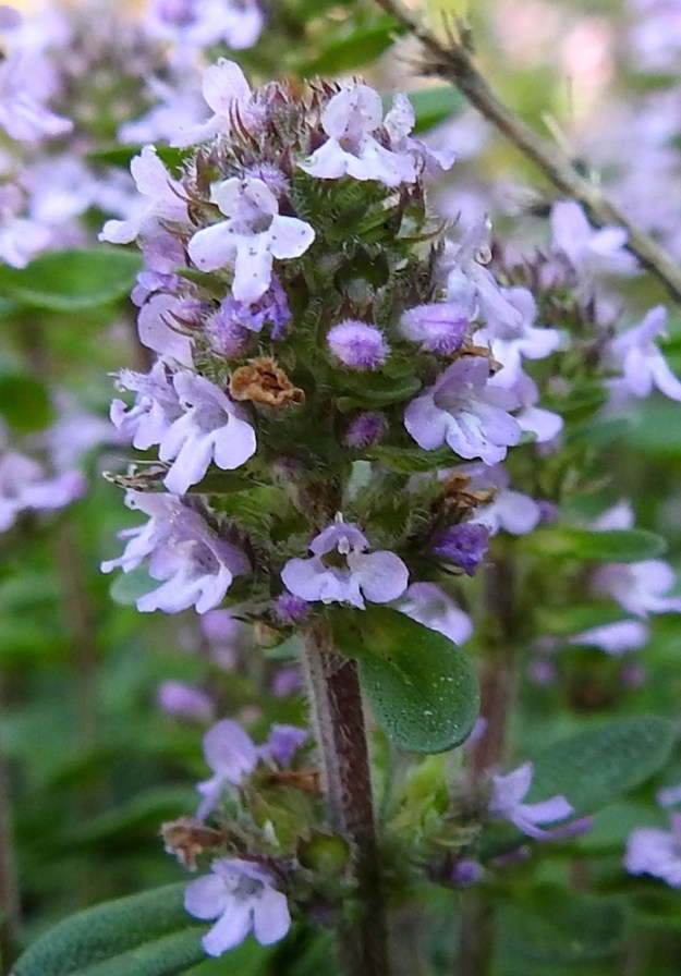Thymus pulegioides subsp. pannonicus - idännurmiajuruohon teriö on yleisimmin punainen tai vaalean sinipunertava ja suoratorvinen sekä päästään kaksihuulinen. Se on ulkopinnaltaan ja sisältä lyhytkarvainen sekä tavallisesti noin 5-6 mm pitkä. Ylähuuli on litteä, päästään pyöristynyt ja matalalovinen sekä yleensä noin 1,5-2,5 mm pitkä. Alaskääntynyt alahuuli on kolmiliuskainen ja tavallisesti noin 2,5-3,5 mm pitkä. Huulen liuskat ovat pyöreähköpäiset, ja laitaliuskat ovat keskiliuskaa vähän lyhyemmät. Teriön torveen tai sen suulle kiinnittyneitä heteitä on neljä, joista kaksi on pitempää ja kaksi lyhyempää. Emi on yksivartaloinen ja lyhyesti kaksiluottinen. 12.7.2023. Copyright Hannu Kämäräinen.