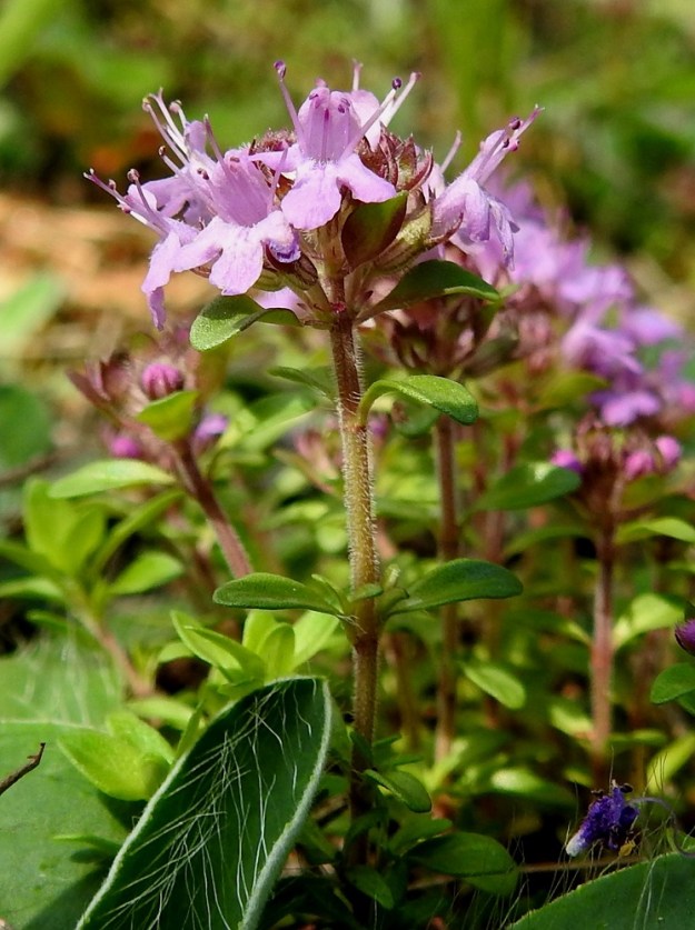 Thymus serpyllum subsp. serpyllum - harjuajuruohon pystyvarret ovat alempaa pyöristyneesti nelisärmäiset ja ylempää lähes liereät. Ne ovat tiheästi ja kauttaaltaan valkokarvaiset. Kukinnon hanka- eli tukilehdet ovat suurelta osin alempien varsilehtien kaltaiset. Kukkaperä on noin 1-2 mm pitkä. Sen tyvellä on yleensä pari kapeansuikeaa ja noin 1-2 mm pitkää esilehteä. Teriö on useimmiten punainen tai vaalean sinipunertava. Teriön torveen tai sen suulle on kiinnittynyt neljä hedettä. Niistä kaksi on pitempää ja kaksi lyhyempää. Erityisesti ylemmät ulottuvat harittaen noin 2-3 mm teriön yläpuolelle. Emi on yksivartaloinen ja lyhyesti kaksiluottinen sekä suunnilleen pitemmän hedeparin kanssa samalle tasolle yltävä. 24.7.2023. Copyright Hannu Kämäräinen.