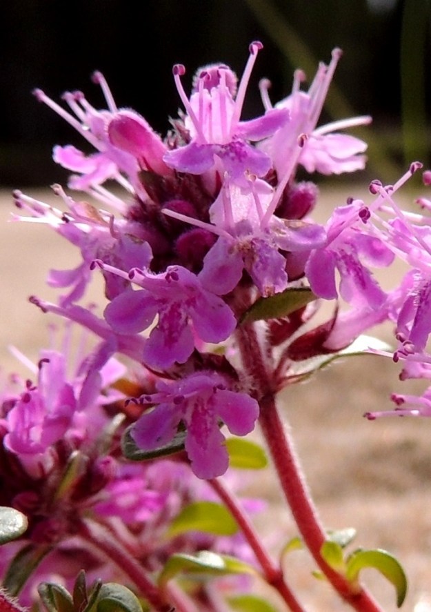 Thymus serpyllum subsp. tanaënsis - tenonajuruohon teriö on punainen, vaalean sinipunertava tai harvoin valkoinen ja päästään kaksihuulinen. Ylähuuli on litteä, päästään pyöristynyt ja matalalovinen sekä yleensä noin 2,5-3 mm pitkä. Alaskääntynyt alahuuli on kolmiliuskainen ja tavallisesti noin 3-4 mm pitkä. Huulen liuskat ovat pyöreähköpäiset. Teriön torveen tai sen suulle kiinnittyneitä heteitä on neljä. Niistä kaksi on pitempää ja kaksi lyhyempää. Erityisesti ylemmät ulottuvat harittaen noin 2-3 mm teriön yläpuolelle. Emi on yksivartaloinen ja lyhyesti kaksiluottinen. 14.7.2015. Copyright Hannu Kämäräinen.
