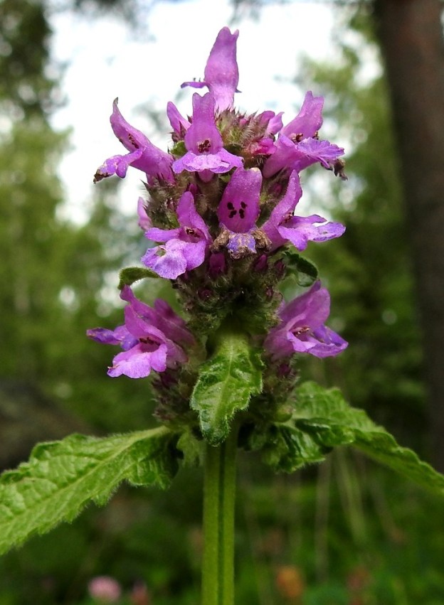 Betonica officinalis - rohtopähkämön teriön ylähuuli on hieman kupera, päästään pyöreämuotoinen ja lovipäinen. Alaskääntynyt alahuuli on kolmiliuskainen. Keskiliuska on lähinnä vastapuikea ja sen molemmin puolin ovat pienet, pyöreäpäiset sivuliuskat. Alahuuli on suunnilleen muun teriön värinen tai sitä vaaleampi. Torveen kiinnittyneitä heteitä on neljä. Niistä kaksi on pitempää ja kaksi lyhyempää. Emi on yksivartaloinen ja kaksiluottinen. 5.7.2023. Copyright Hannu Kämäräinen.