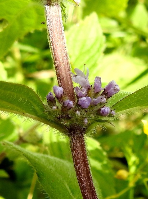 Mentha xgracilis - jalomintun valekiehkuroiden yksittäisten kukkien perä on noin 1 mm pitkä. Teriön pituus on useimmiten noin 2,5-4 mm. Liuskojen osuus pituudesta on noin 1-1,5 mm. Lyhin teriö on rohtojalomintulla, jolla se ei ole juurikaan verhiötä pitempi. 25.7.2023. Copyright Hannu Kämäräinen.
