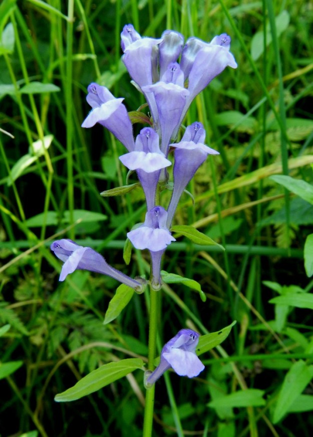 Scutellaria hastifolia - keihäsvuohennokan kukkien parijärjestyksestä poiketen voi latvan tiiviin kukkaryhmän alalaidassa toisinaan olla yksittäinenkin kukka. Kukintoa aivan alhaalta päin katsottaessa näkee pölyttämättömien kukkien tiiviisti sulkeutuneen ylähuulen. Sen nokan alta pilkistävät kuitenkin näkyviin kahden ylemmän heteen ponnet. V, Kemiönsaari, (aik. Dragsfjärd), Hiittisten saaristo, Örö, saaren länsiosa, Lyssklintenin rantakallioalueen itäpuolinen keto- ja niittyalue, 14.7.2012. Copyright Hannu Kämäräinen.