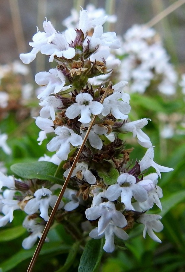 Thymus pulegioides subsp. pannonicus - idännurmiajuruohon teriö on toisinaan myös valkoinen. Kuvan kasvupaikallakin osa kasvustosta oli valkokukkaista. Valkoteriöisissä kukinnoissa vain emin vartalo ja luotit olivat näkyvillä. Heteet näkyivät lyhyinä teriön torvessa. Kyse on joko vuorottelusta itsepölytyksen välttämiseksi tai yksilöt ovat pelkästään emikukkaisia. 12.7.2023. Copyright Hannu Kämäräinen.