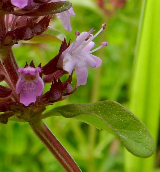 Thymus pulegioides subsp. pulegioides - euroopannurmiajuruohon teriön torveen tai sen suulle kiinnittyneitä ja teriön värisiä heteitä on neljä. Niistä kaksi on pitempää ja kaksi lyhyempää. Erityisesti ylemmät ulottuvat harittaen noin 1-2 mm teriön yläpuolelle. Emi on yksivartaloinen ja lyhyesti kaksiluottinen sekä suunnilleen pitemmän hedeparin kanssa samalle tasolle yltävä. 30.6.2012. Copyright Hannu Kämäräinen.