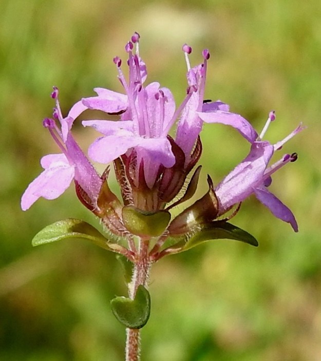 Thymus serpyllum subsp. serpyllum - harjuajuruohon teriö on yhdislehtinen, suoratorvinen ja päästään kaksihuulinen. Se on ulkopinnaltaan ja sisältä karvainen sekä tavallisesti noin 6-7 mm pitkä. Ylähuuli on litteä, päästään pyöristynyt ja matalalovinen sekä yleensä noin 2-3 mm pitkä. Alaskääntynyt alahuuli on kolmiliuskainen ja tavallisesti noin 3-4 mm pitkä. Huulen liuskat ovat pyöreähköpäiset. 24.7.2023. Copyright Hannu Kämäräinen.