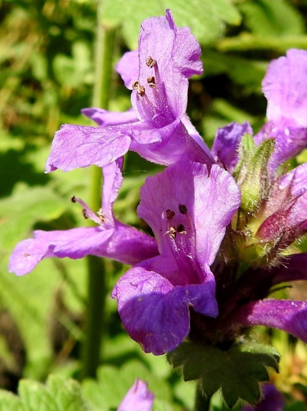 Betonica macrantha - jalopähkämön teriön ylähuuli on pyöreämuotoinen ja ehyehkö tai nyhälaitainen. Alahuuli on kolmiliuskainen. Keskiliuska on lähinnä vastapuikea ja ylähuulen tavoin päästään ehyt tai nyhälaitainen. Sen molemmin puolin ovat pienet, pyöreäpäiset sivuliuskat. Alahuuli on suunnilleen muun teriön värinen tai sitä vaaleampi. Torveen kiinnittyneitä heteitä on neljä. Niistä kaksi on pitempää ja kaksi lyhyempää. Emi on yksivartaloinen ja kaksiluottinen sekä näyttää kehittyvän yleensä vasta ponsien siitepölytuotannon lakattua. Kuvassa keskenkasvuisen emin luotit erottuvat juuri ja juuri heteiden palhojen seasta. 7.7.2023. Copyright Hannu Kämäräinen.