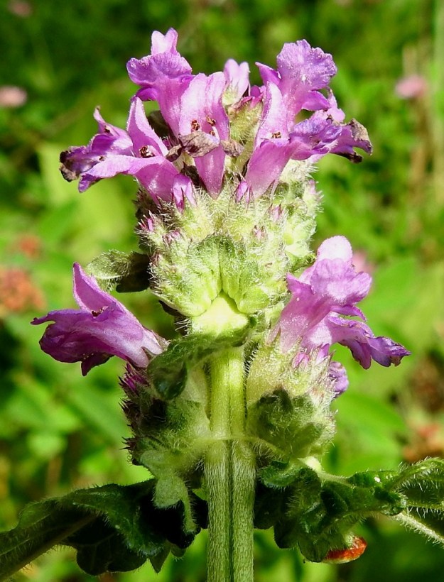 Betonica officinalis - rohtopähkämön teriö on hyvin lyhytkarvainen. Kukka on perätön tai perä on alle 1 mm pitkä. Kukkien tyvellä on pitkulainen tai kapeansoikea ja lyhyesti suippopäinen tukilehti, joka on karvainen ja noin 3-4 mm pitkä sekä noin 1,5-2 mm leveä. 5.7.2023. Copyright Hannu Kämäräinen.
