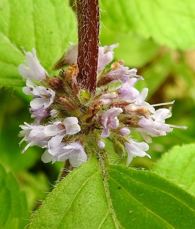 Mentha xgracilis - jalomintun teriö on yleensä vaalean sinipunainen tai joskus, kuten kuvassa, lähes valkoinen. Se on kalju tai vähäkarvainen, pitkätorvinen ja päästään hieman kaksihuulinen sekä lähes säteittäisesti neliliuskainen. Ylähuuli on levein ja yleensä lovipäinen. Heteet puuttuvat lähes aina kokonaan. Suomen- ja uudenmaanjalomintun kukissa on yksivartaloinen ja lyhyesti kaksiluottinen emi. Se yltää 2-3 mm teriön ulkopuolelle. Rohtojalomintulta emin vartalo lähes aina puuttuu. 25.7.2023. Copyright Hannu Kämäräinen.