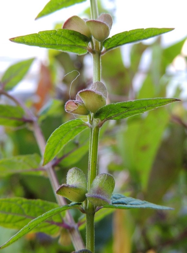 Scutellaria galericulata - luhtavuohennokan hedelmä kehittyy verhiön sisään samaan aikaan, kun sen huulen kärjet painuvat tiiviisti yhteen. Verhiö näyttää tässä vaiheessa erikoiselta, kun sen selässä oleva, entisestään pönäköitynyt lisäke saa kokonaisuuden näyttämään V-kirjaimen muotoiselta. Kun neliosaisen hedelmän noin 2 mm pitkät lohkot ovat kypsyneet, verhiön huulet aukeavat (kuvassa toinen keskellä olevista verhiöistä). Sitten ylähuuli yleensä irtoaa kokonaan ja tuuli voi ravistella hedelmälohkot ympäristöön. V, Lohja, Lohjanjärven itäranta, Haikari, Haikarinniemen pää, 3.8.2013. Copyright Hannu Kämäräinen.