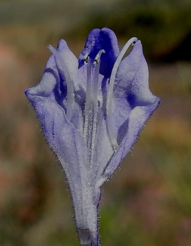 Scutellaria hastifolia - keihäsvuohennokan heteiden ja emin näkeminen vaativatmesilähteelle pyrkiviä hyönteisiä voimakkaampia toimia. Kuvan avattu teriö paljastaa kaksi ylempää, teriön yläosaan kiinnittynyttä ja palhoiltaan lyhyempää hedettä. Keskellä näkyvät kaksi alempaa hedettä, joiden valkoiset palhot jatkuvat teriön nieluun saakka. Valkovartaloinen ja hyvin lyhyesti kaksiluottinen emi näkyy keskellä toisen heteen takana. 21.6.2023. Copyright Hannu Kämäräinen.