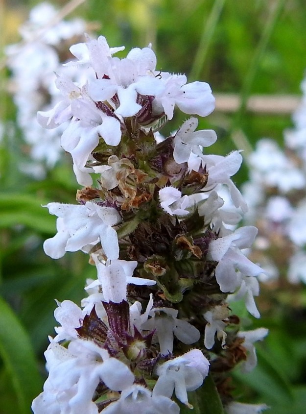 Thymus pulegioides subsp. pannonicus - idännurmiajuruohon kukan verhiö on kapean kellomainen, suoratorvinen ja kaksihuulinen sekä kokonaispituudeltaan tavallisesti noin 3-4 mm pitkä. Ylähuulen kärjessä on kolme kolmionmuotoista ja noin 0,7-1 mm pitkää liuskaa, jotka ovat pituuttaan kapeammat. ("Kaavoihin kangistumisen" välttämiseksi kuvassa alimpana näkyvän verhiön ylähuuleen on kasvanut neljä liuskaa.) Alahuulessa on kaksi äimämäistä, teräväkärkistä liuskaa, jotka ovat useimmiten noin 1,5-2 mm pitkät. Verhiönliuskat ovat ripsireunaiset. Verhiö näyttää olevan punaruskea myös valkoteriöisissä kukinnoissa. Se on muualtakin kuin liuskoista ripsikarvainen ja siinä on 10-13 näkyvää suonta. 12.7.2023. Copyright Hannu Kämäräinen.