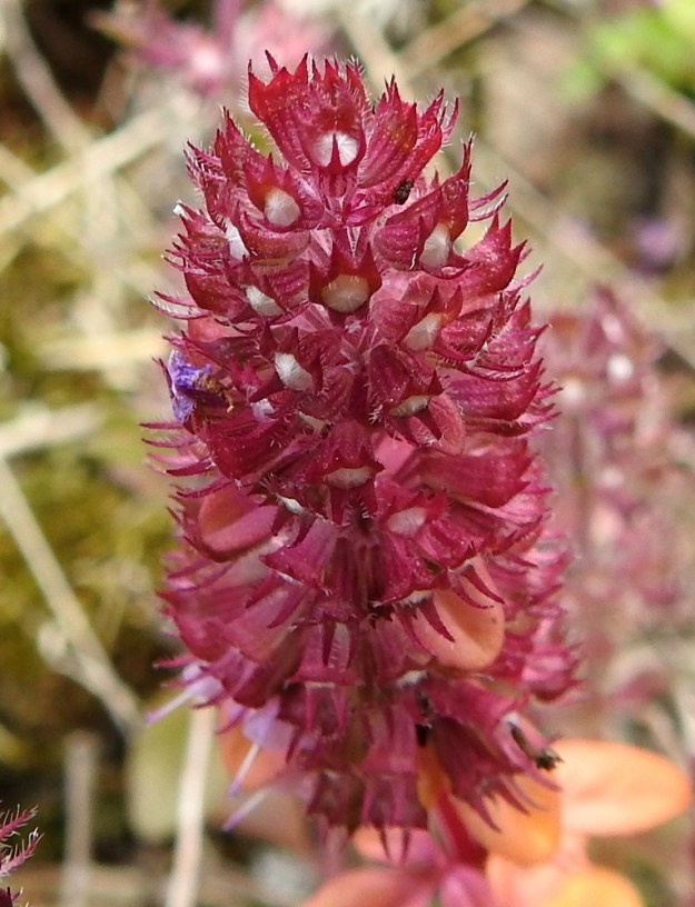 Thymus pulegioides subsp. pulegioides - euroopannurmiajuruohon kukan verhiö on kapean kellomainen, suoratorvinen ja kaksihuulinen sekä kokonaispituudeltaan tavallisesti noin 3-4 mm pitkä. Ylähuulen kärjessä on kolme kolmionmuotoista ja noin 0,5-0,8 mm pitkää liuskaa, jotka ovat pituuttaan kapeammat. Alahuulessa on kaksi äimämäistä, teräväkärkistä liuskaa, jotka ovat useimmiten noin 1,5-2 mm pitkät. Verhiönliuskat ovat ripsireunaiset. Verhiö on yleensä punaruskea, muualtakin kuin liuskoista ripsikarvainen ja siinä on 10-13 näkyvää suonta. Verhiön sisään kehittyvä hedelmä on pallomainen ja läpimitaltaan noin 1,5 mm. Se hajoaa kypsänä neljään lohkoon. 30.7.2023. Copyright Hannu Kämäräinen.