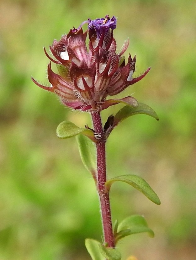 Thymus serpyllum subsp. serpyllum - harjuajuruohon verhiö on kapean kellomainen, kaksihuulinen ja kokonaispituudeltaan tavallisesti noin 3-4 mm pitkä. Ylähuulen kärjessä on kolme kolmionmuotoista ja noin 0,5-0,8 mm pitkää liuskaa. Alahuulessa on kaksi äimämäistä, teräväkärkistä liuskaa, jotka ovat noin 2-2,5 mm pitkät. Verhiönliuskat ovat ripsireunaiset. Verhiö on yleensä punaruskea, muualtakin kuin liuskoista ripsikarvainen ja siinä on 10-13 näkyvää suonta. Verhiön sisään kehittyvä hedelmä on pallomainen ja läpimitaltaan noin 1,5 mm. Se hajoaa kypsänä neljään lohkoon. 24.7.2023. Copyright Hannu Kämäräinen.