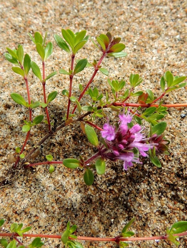Thymus serpyllum subsp. tanaënsis - tenonajuruohon pääjuuri ja haarojen tyviosat ovat puutuneet. Pystyhaarojen lehdet ovat varrella vastakkain sekä ristikkäisesti allekkain. Lehtiruoti on useimmiten enintään 1 mm pitkä. Ehkä maastossa helpoimmin havaittava harjuajuruohoon erottava tekijä löytyy juuri pystyvarsien lehdistä, jotka tenonajuruoholla isonevat latvaa kohti. Harjuajuruoholla tätä ominaispiirrettä ei ole. 14.7.2015. Copyright Hannu Kämäräinen.