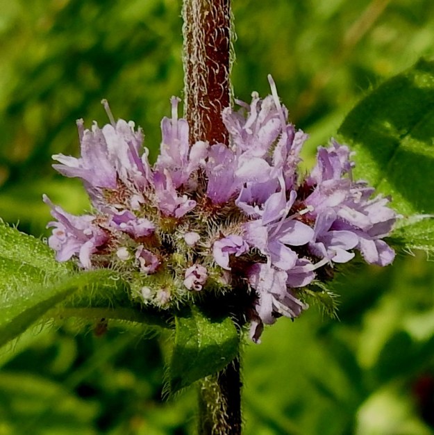 Mentha xgracilis - jalomintun kahdesta risteymäkannasta, suomen- ja uudenmaanjalomintusta (kuvassa), voi joistakin kukinnoista tai yksittäisistä kukista joskus löytää myös heteitä. Ne ovat teriötä lyhyemmät tai enintään sen mittaiset. Heteellisissä kukissa pölytys on mahdollinen, ja toisinaan verhiön sisään kehittyykin nelilohkoinen hedelmä. 25.7.2023. Copyright Hannu Kämäräinen.