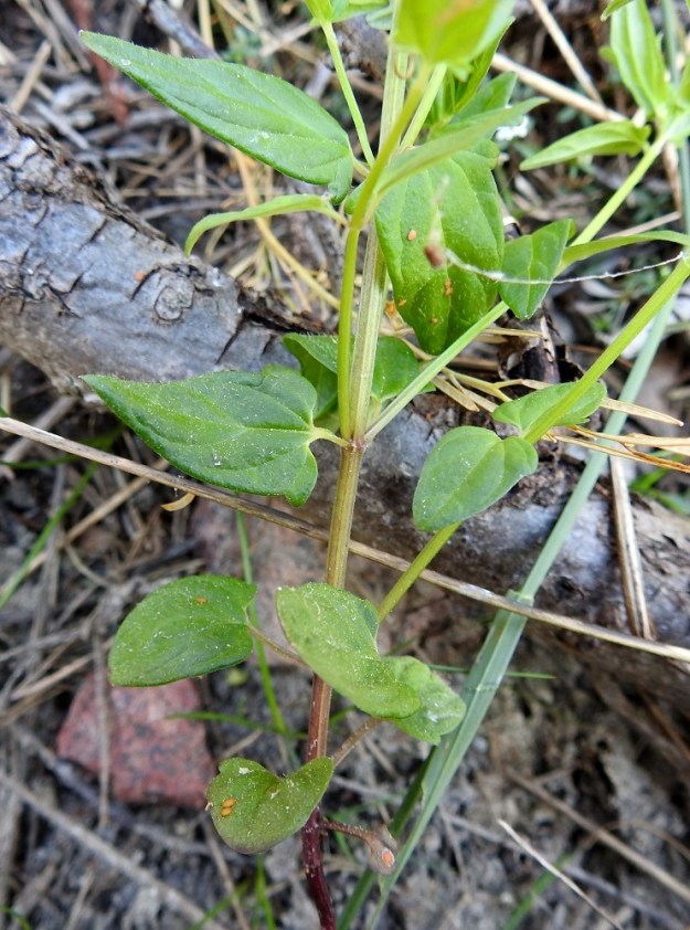 Scutellaria hastifolia - keihäsvuohennokan alimpien lehtien lapa on useimmiten puikea, kolmiomainen tai munuaismainen ja tavallisesti noin 1-2 cm pitkä sekä noin 0,8-1,3 cm leveä. Alimpien lehtien ruoti on yleensä enintään 1 cm pitkä. 21.6.2023. Copyright Hannu Kämäräinen.