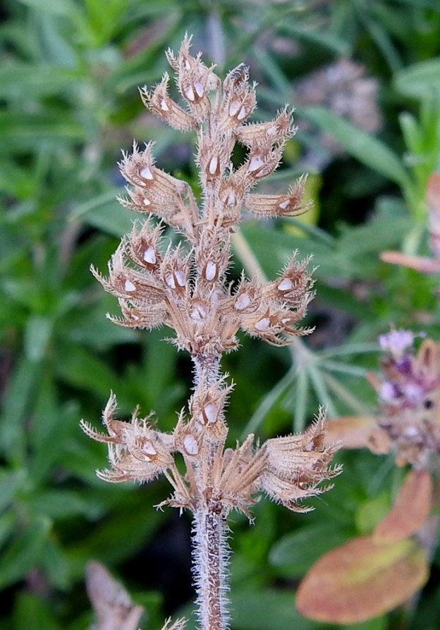 Thymus pulegioides subsp. pannonicus - idännurmiajuruohon hedelmävaiheessa olevasta ja jo kuivuneestakin kukinnosta erottuvat hyvin kukkaperät, jotka ovat noin 1-3 mm pitkät. Kukkaperän tyvellä on yleensä 1-2 suikeaa ja noin 0,5-2 mm pitkää esilehteä, joiden laidat ovat ripsikarvaiset. Verhiön sisään kehittyvä hedelmä on pallomainen ja läpimitaltaan noin 1,5 mm. Se hajoaa kypsänä neljään lohkoon. 12.7.2023. Copyright Hannu Kämäräinen.