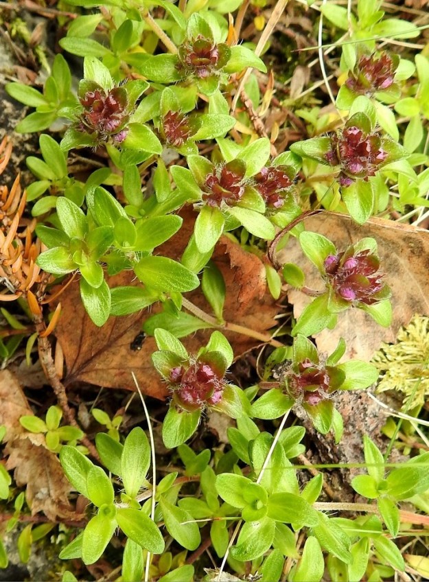 Thymus serpyllum subsp. tanaënsis - tenonajuruohon lehtilapa on ehyt ja sen muoto vaihtelee yleensä kapeansoikeasta ja soikeasta kapean vastapuikeaan. Lapa on vihreä, molemmin puolin öljypisteinen ja muuten kalju, mutta tyviosan laidat ovat ripsikarvaiset. Pituutta lavalla on tavallisesti noin 7-13 mm ja leveyttä leveimmältä kohtaa noin 2-5 mm. Ks, Kuusamo, Käylä, Oulankajoen Kiutaköngäs, kosken eteläpuolen rantakallio, 10.7.2019. Copyright Hannu Kämäräinen.