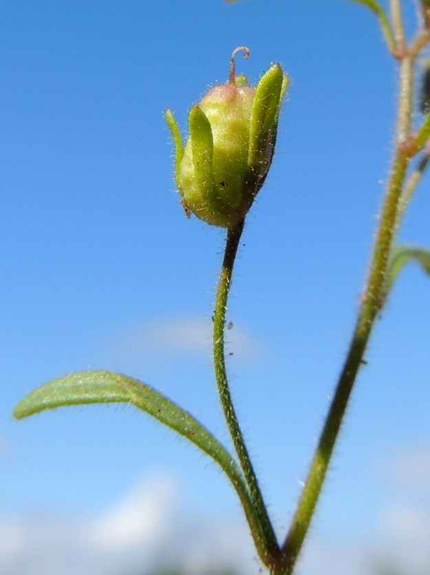 Chaenorhinum minus - (pikku)kissankidan kota on hieman vinon munamainen tai pitkänpyöreä, matalasti lovipäinen ja muun kasvin tavoin tiheästi nystykarvainen. Emin vartalo luotteineen säilyy kuivuneena pitkään kodan kärjessä. Verhiö on yleensä noin 3-6 mm pitkä ja lähes tyveen saakka viisiliuskainen. Liuskat ovat usein keskenään eripituiset, lähinnä tasasoukat tai kapean vastapuikeat ja leveimmältä kohtaa noin 0,5-1,5 mm leveät. EH, Kouvola, Kuusankoski, Kuusanniemi, Myllyhuoko, Kuusaanniementien ja Käpylänrinteen kulmauksessa oleva vanha varastokenttä, 27.7.2015. Copyright Hannu Kämäräinen.
