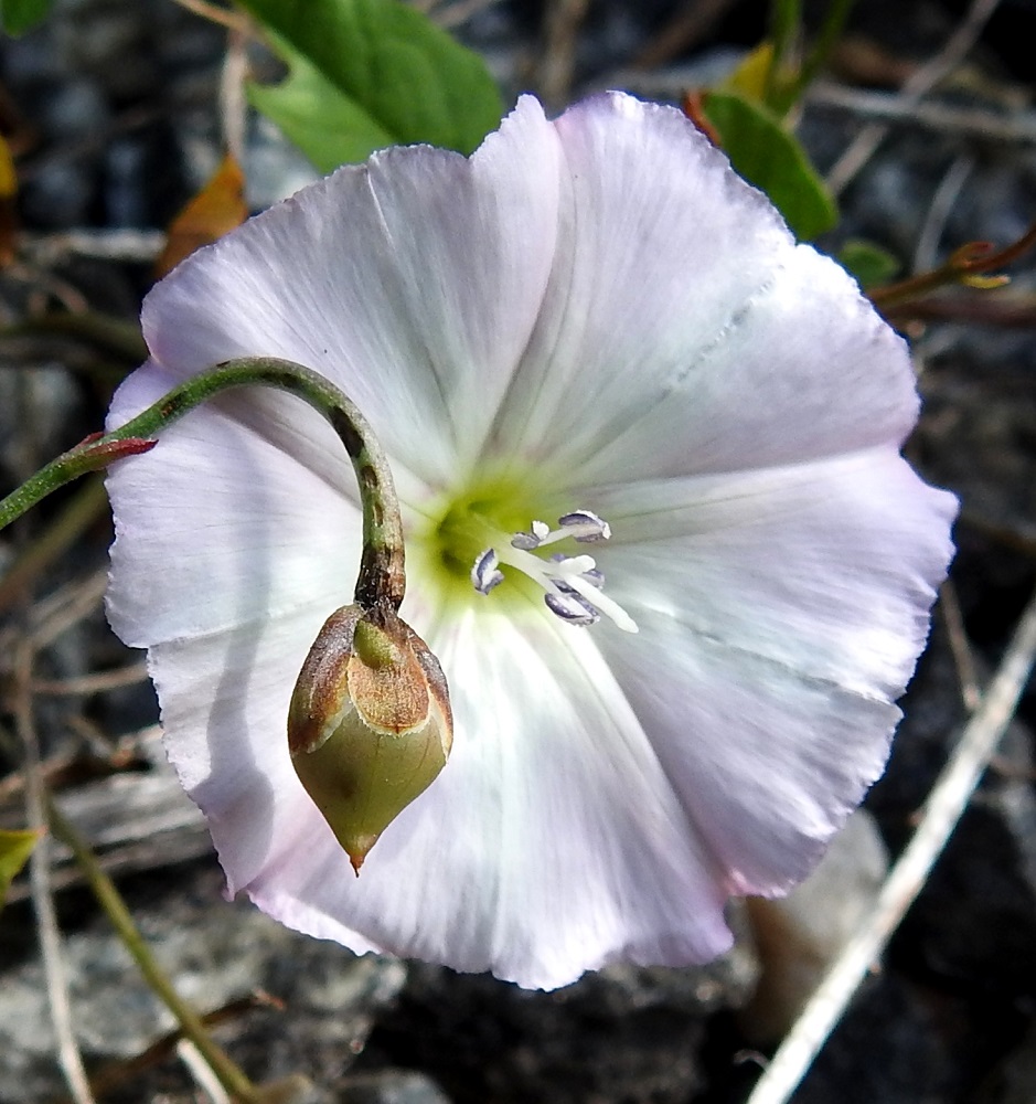 Convolvulus arvensis - peltokierron kota on lähes munamainen mutta suippokärkinen ja yleensä noin 6-8 mm pitkä sekä noin 4-4,5 mm leveä. Se on kaksilokeroinen ja sisältää neljä siementä. 12.7.2023. Copyright Hannu Kämäräinen.