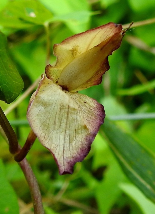 Convolvulus sepium - valkokarhunköynnöksen kota on kartiomaisen pallomainen ja läpimitaltaan yleensä noin 9-10 mm. Koska laji leviää suikertavan ja haarovan juuristonsa avulla tehokkaasti, laajakin kasvusto voi olla yhtä ja samaa yksilöä. Näin ollen kodat jäävät kehittymättä ja hedelmöitymätön emiö kuihtuu paikalleen verholehtien sisään. EH, Kouvola, Kuusankoski, Ahlmanintien varressa, Lamminmäentien risteyksen kohdalla, metsän laidassa olevan pienen sorakentän laide, 19.8.2022. Copyright Hannu Kämäräinen.