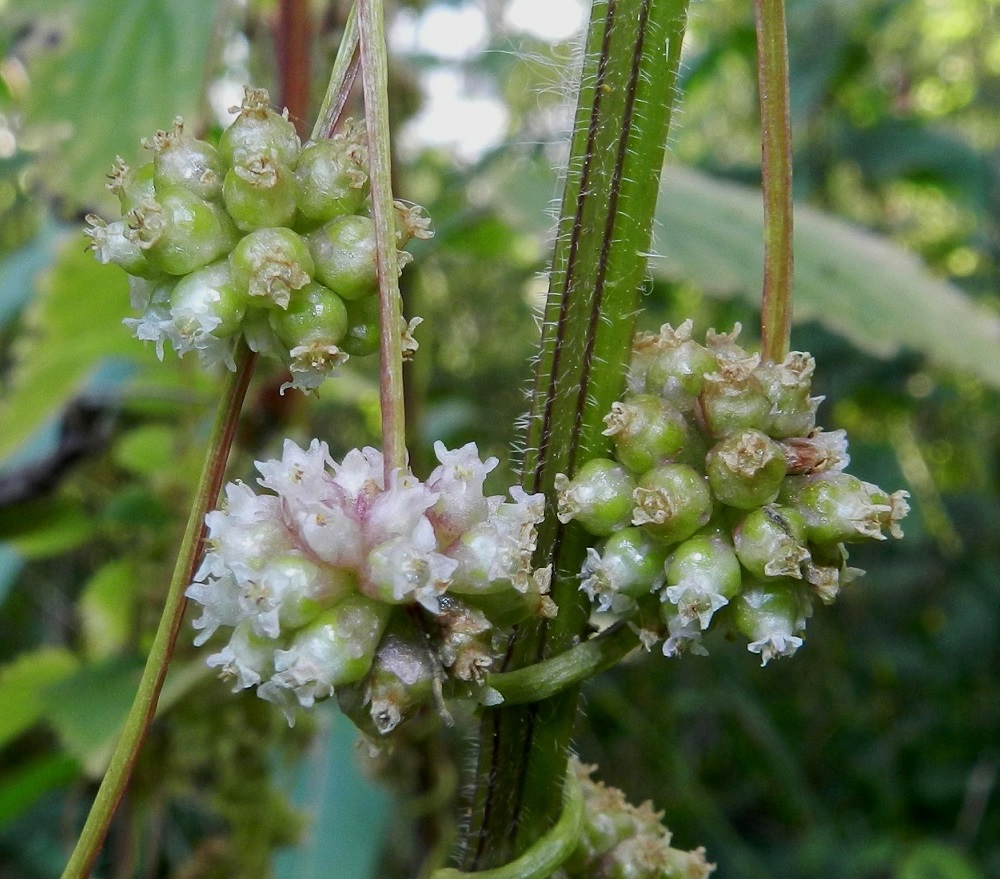 Cuscuta europaea subsp. europaea - humalanvieraan teriön torviosassa on suomumaisia, pinnanmyötäisiä ja siksi vaikeasti havaittavia lisäteriöliuskoja, jotka ovat yleensä päästään kaksihalkoiset tai ripsiset. Toisinaan liuskat puuttuvat. Kuvassa ne ovat juuri ja juuri havaittavissa alhaalla vasemmalla kylkensä näyttävissä teriöissä. Kukkasykeröt siirtyvät aika nopeasti hedelmävaiheeseen. Takimmaisessa sykerössä on nähtävissä rihmamaiset, jo ruskeiksi kuivaneet emin vartalot luotteineen. Ne ovat selvästi kotaa lyhyempiä. EH, Hämeenlinna, keskusta, Karnaalinpuisto, Linnaniemenkadulta Saaristenkadulle vievän Saaristenpolun varsi, 15.8.2012. Copyright Hannu Kämäräinen. Copyright Hannu Kämäräinen.
