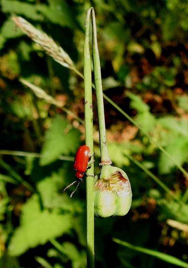 Fritillaria meleagris - kirjopikarililjaa, kuten muitakin liljakasveja, vaivaa epätoivottu tulokashyönteinen, liljakukko, Lilioceris lilii. Tämä kirkkaanpunainen ja noin 6-8 mm pitkä kovakuoriainen on kotoisin Aasiasta ja eteläisemmästä Euroopasta. Ensimmäiset havainnot Suomesta tehtiin jo 1940-luvulla. Erityisesti tällä vuosituhannella se on levinnyt Suomessa voimakkaammin ja laajentaa elinpiiriään etelästä kohti pohjoista. Aikuiset ja lehtien alapinnoille munitut, kuoriutuneet toukat syövät liljakasvien kaikkia osia. Kuvassa olevan kirjopikarililjan viimeiseksi tuhon kohteeksi on joutunut siemenkota. 22.6.2023. Copyright Hannu Kämäräinen.