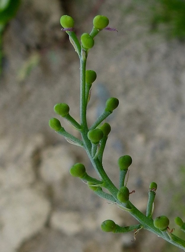 Fumaria officinalis - peltoemäkin hedelmävaiheessa kukkaperä paksunee ja jäykistyy. Hedelmä on yksisiemeninen ja lähes pyöreä mutta pituuttaan leveämpi ja lanttokärkinen pähkylä, joka on noin 2 mm pitkä ja noin 2,5-3 mm leveä. 9.8.2023. Copyright Hannu Kämäräinen.