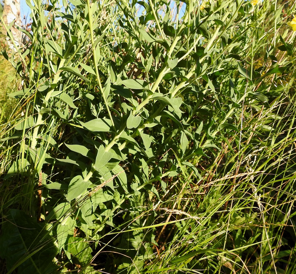 Linaria genistifolia subsp. dalmatica - isohärmäkannusruohon lehdet ovat varrella kierteisesti ja tiheästi. Ne ovat puikeat tai kapeanpuikeat. Etelä- ja Keski-Suomessa yleisellä keltakannusruoholla, L. vulgaris, lehdet ovat suikeat tai kapean vastapuikeat ja ylempänä varrella lähes tai aivan tasasoukat. 27.6.2018. Copyright Hannu Kämäräinen.