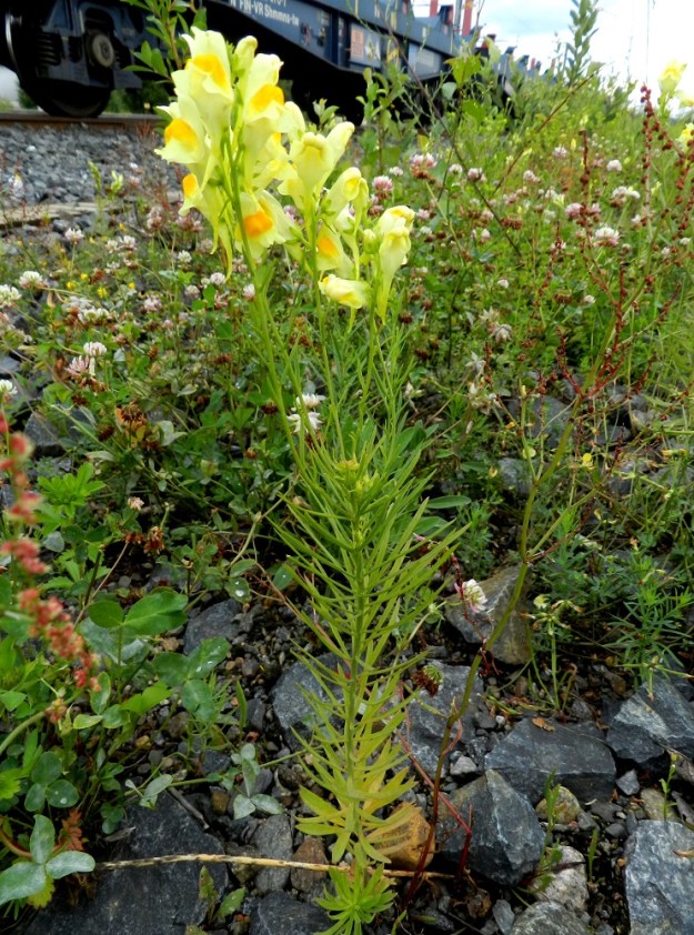 Linaria vulgaris - keltakannusruohon lehdet ovat valtaosalla vartta tiheästi ja kierteisesti. Varren tyviosassa ne voivat olla kuvassa olevan yksilön tavoin myös kiehkuroina ja latvassa sekä kukintohaaroissa myös vastakkaisesti. EH, Hämeenlinna, Keinusaari, radanvarsi Viipurintien sillan kaakkoispuolella, 16.7.2011. Copyright Hannu Kämäräinen.
