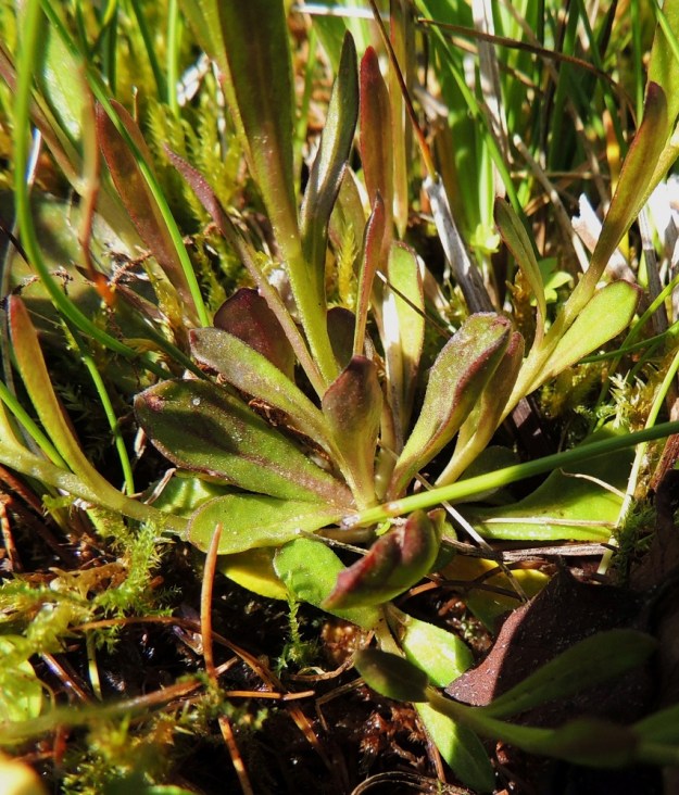 Polygala amarella - katkeralinnunruohon tyvellä on kukintavaiheessakin lehtiruusuke toisin kuin muilla Suomen linnunruohoilla. Sen lehdet ovat varsilehtiä kookkaammat. Ruusukelehdet ovat kapean vastapuikeat, pyöreäkärkiset ja tasaisesti sekä lopulta ruotimaisesti tyveä kohti kapenevat. Ne ovat yleensä noin 15-30 mm pitkät ja leveimmältä kohtaa noin 6-10 mm leveät. 11.6.2014. Copyright Hannu Kämäräinen.