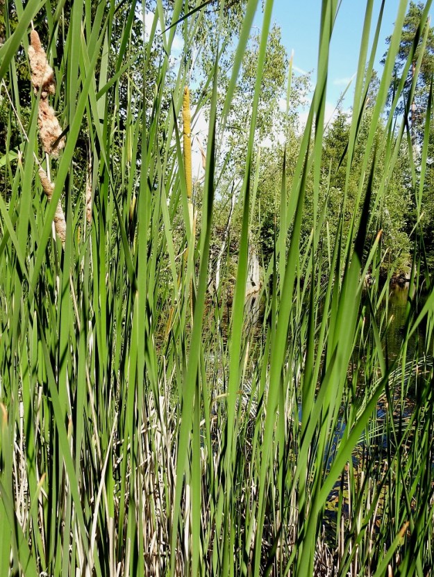 Typha angustifolia - kapeaosmankäämin lehtilapa on tasasoukka, vihreä ja tavallisesti noin 70-250 cm pitkä. 11.7.2023. Copyright Hannu Kämäräinen.