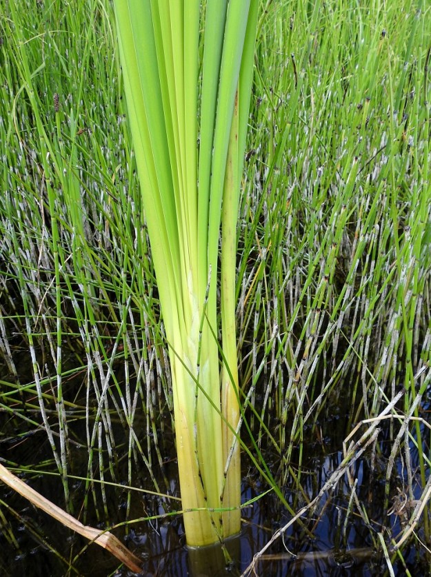 Typha latifolia - leveäosmankäämin lehtitupet ovat yli 20 cm pitkät, tiiviisti vartta ympäröivät ja sisäkkäiset. Kuvassa on seuralaisena järvikorte, Equisetum fluviatile. EH, Hattula, Pelkola, Lehijärven länsirannan Haikonlahti, vene- ja uimarannan laide, matala rantavesi, 31.7.2021. Copyright Hannu Kämäräinen.