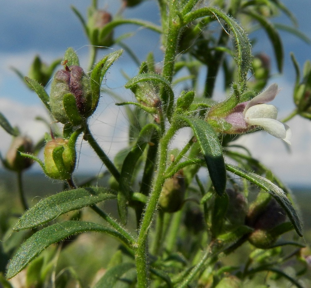 Chaenorhinum minus - (pikku)kissankidan teriökin on nystykarvainen. Lehdet ovat ruodilliset. Ruoti on noin 1-5 mm pitkä ja levenee lavaksi ilman selvää rajaa. Alempien lehtien lapa on suikea, kapeanpuikeahko tai harvemmin soikea. Ylempien lehtien lapa on lähes tai aivan tasasoukka. Lehtien kärki on tylppä ja tyvi suippeneva. Lapa on tavallisesti noin 5-30 mm pitkä ja noin 1-8 mm leveä. U, Helsinki, Vuosaari, n. 60 ha:n laajuisen täyttömaakummun, Vuosaarenhuipun keskiosan lakialue, 18.8.2012. Copyright Hannu Kämäräinen.