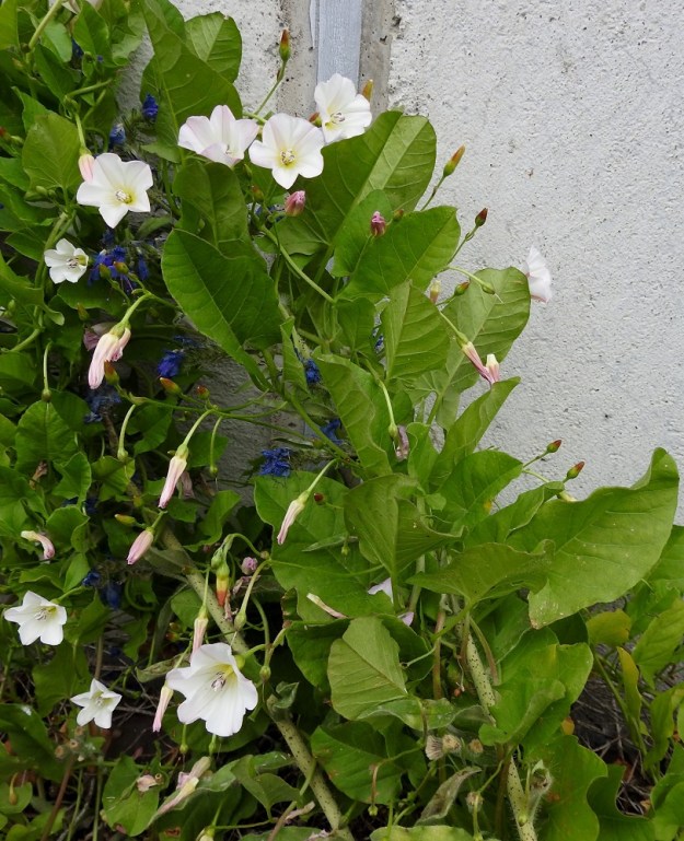 Convolvulus arvensis - peltokierron lehdet ovat ruodilliset ja varsissa haaroineen kierteisesti. Lehtilapa on pitkulainen, pyöristyneen tai kapean kolmiomainen ja varsinkin kärkiosassa keihäsmäinen. Kuvassa peltokierron tukirangaksi on joutunut (kylä)neidonkieli, Echium vulgare. 26.6.2019. Copyright Hannu Kämäräinen.