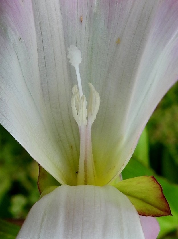 Convolvulus dahuricus - punakarhunköynnöksen kukassa on viisi hedettä. Ne ovat samanmittaiset ja noin 20-25 mm pitkät. Palhot ovat alaosastaan levenevät. Ponnet ovat kapeat ja noin 5,5-6,5 mm pitkät. 15.8.2022. Copyright Hannu Kämäräinen.
