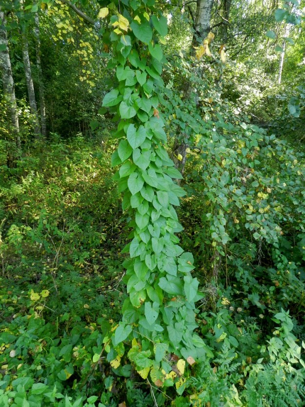 Convolvulus sepium - valkokarhunköynnöksen versot kurottavat ruohoista ja pensaista alempiin puunoksiin. Kun yksi varsi on saanut oksan otteeseensa, muut kasvavat varret kietoutuvat sen ympärille ja kohta puuhun nousee jo paksu varsivyyhti tiheän lehtipeitteen ympäröimänä. EH, Hämeenlinna, Keinusaari, Varikonniemen rehevä luoteislaita, Vanajaveden rantametsikkö, 27.8.2011. Copyright Hannu Kämäräinen.
