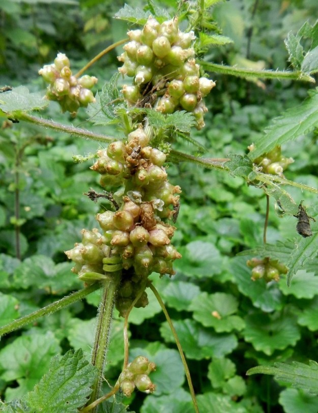 Cuscuta europaea subsp. europaea - humalanvieraalle ihanteellinen loisittava kasvi on juuri isonokkonen, joka rehevä- ja voimakaskasvuisena ei näytä juurikaan kutsumattomasta vieraastaan kärsivän vielä siinäkään vaiheessa, kun loisijan kukinnot ovat saavuttaneet jo laajemminkin hedelmäasteen. EH, Hämeenlinna, Keinusaari, Varikonniemen etelätyvi, Vanajaveden rannan ulkoilureitin laide, 14.8.2011. Copyright Hannu Kämäräinen.
