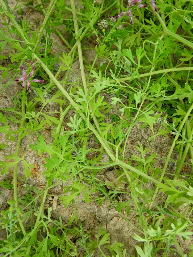 Fumaria officinalis - peltoemäkin varret ja haarat ovat vihreäsävyiset, hieman kulmikkaat ja ohuehkot sekä helposti lakoutuvat. Lehdet ovat ruodilliset. Ruoti on varren alaosasta ylöspäin lyheten noin 1-6 cm pitkä. Koko kasvi on kauttaaltaan kalju. 9.8.2023. Copyright Hannu Kämäräinen.