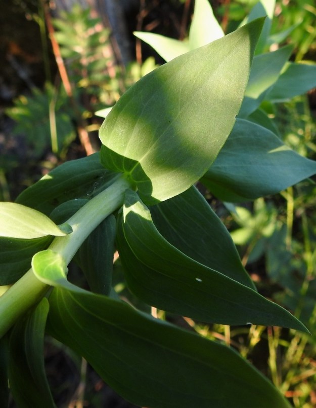 Linaria genistifolia subsp. dalmatica - isohärmäkannusruohon lehdet ovat sinivihreät, jäykät ja kaljut kuten varsikin. Kärki on tasaisesti suippeneva ja terävä. Lapa on tavallisesti noin 2-6 cm pitkä ja noin 10-40 mm leveä. Kukintohaaroissa lehdet ovat edellä mainittuja mittoja pienempiäkin. 27.6.2018. Copyright Hannu Kämäräinen.