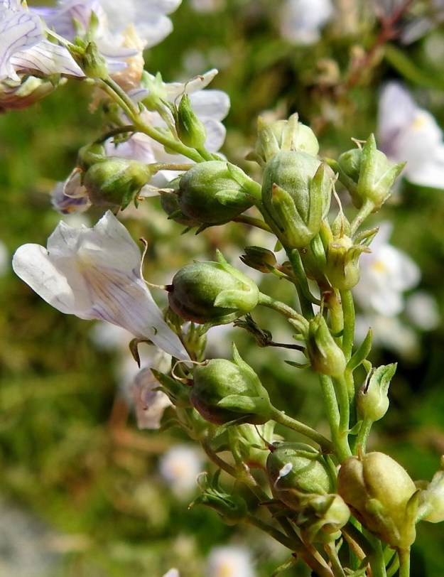 Linaria repens - juovakannusruohon kota on munamainen tai pitkänpyöreä, matalasti lovipäinen ja kalju. Se on kypsänä kellanvaalea tai -ruskea ja yleensä noin 3-4 mm pitkä sekä noin 2,5-3 mm leveä. Emin vartalo luotteineen säilyy kuivuneena pitkään kodan kärjessä. Verhiö on yleensä noin 2-3 mm pitkä ja viisiliuskainen. Liuskat ovat lähinnä kapeanpuikeat ja päästään suipon teräväkärkiset sekä noin 1,5-2,5 mm pitkät ja leveimmältä kohtaa noin 0,5-1 mm leveät. Tertturanka, kukkaperä ja verhiö ovat kaljut. St, Eurajoki, Luvia, Laitakari, Laitakarintien lounaispuolella oleva venesatama, 15.8.2023. Copyright Hannu Kämäräinen.